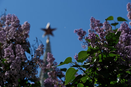 Lilac on the background of the Spasskaya Tower of Moscow Kremlin, Russia. Lilac blossom against the blue skyの写真素材