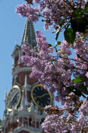 Lilac flowers on the background of the Kremlin in Moscow, Russia