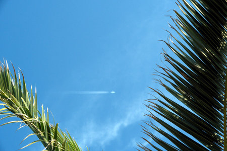 Palm leaves on a background of the blue sky with a plane, palm leaves against the blue sky with a trace of a planeの写真素材