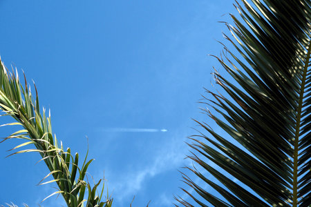 palm leaves against the blue sky with a trace of a planeの写真素材