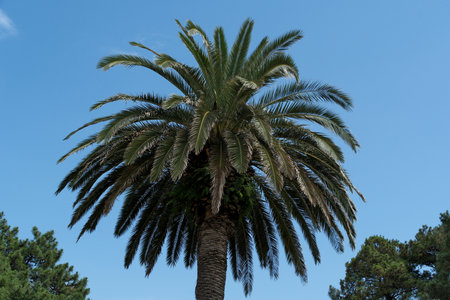 Palm tree against the blue skyの写真素材