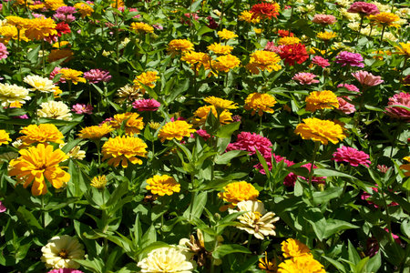 Colorful zinnia flowers blooming in the summer garden.