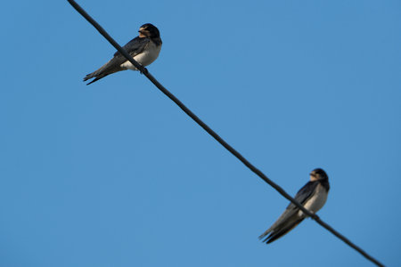 swallows on a wire against a blue sky. close-up