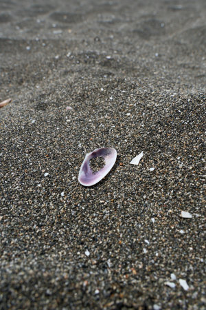 Seashell on the beach with sand in the background. Selective focus.