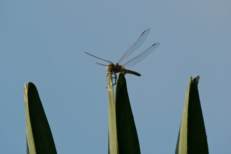 dragonfly on a green leaf with blue sky in the background.