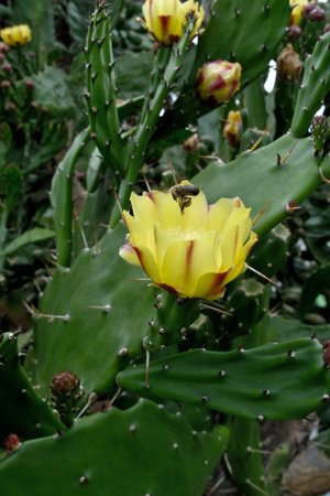 Yellow prickly pear cactus flower in the garden. Close up.の写真素材