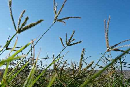Grass flower in the field with blue sky in the background.