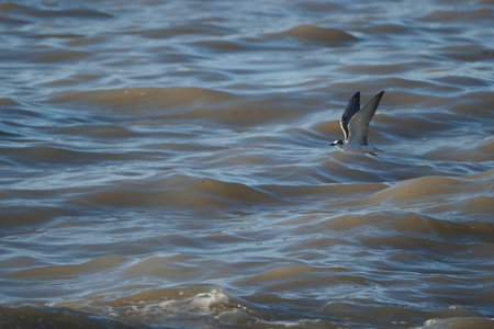 Little tern flying over the sea.