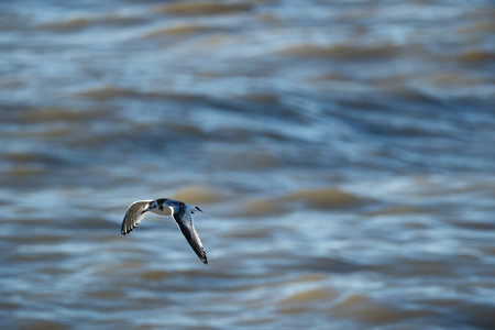Bird flying over the Black Sea, Georgia. Little tern soaring above the azure sea. Turn and waves.