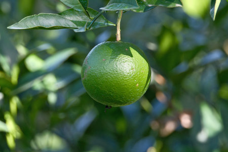 Green ripe tangerine on the tree in the orchard.の写真素材