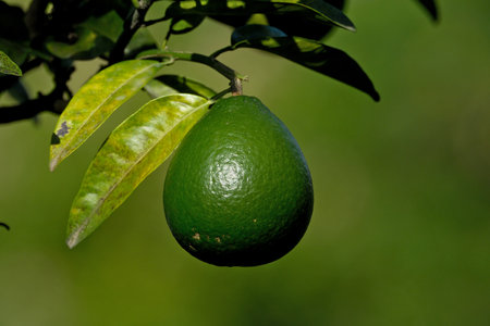 Fresh green lime hanging on a branch. Lime on a tree in the garden. Close-up.
