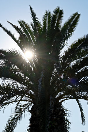Palm tree silhouette against the blue sky with sun rays and lens flareの写真素材