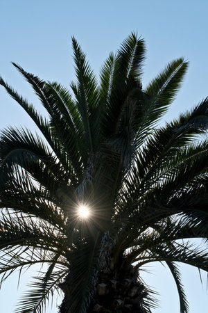 Palm tree with the sun shining through the leaves in the backgroundの写真素材