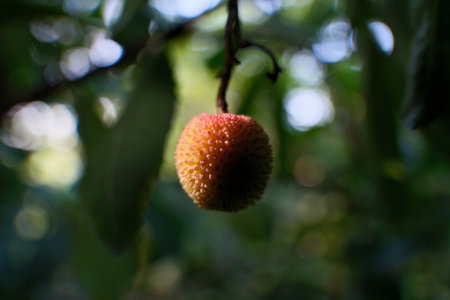 Arbutus unedo fruit on the tree in the garden.の写真素材