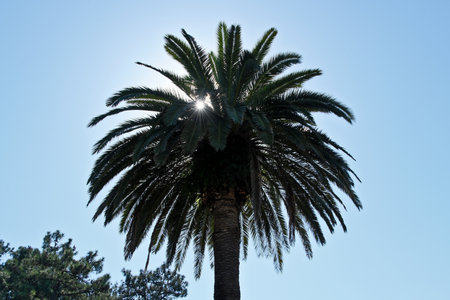 Palm tree against the blue sky with sunbeams on a sunny dayの写真素材