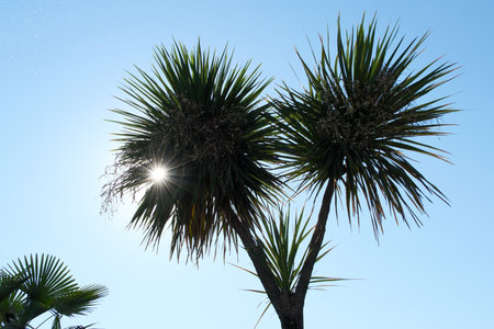 Silhouette of a palm tree against the blue sky, sunny dayの写真素材