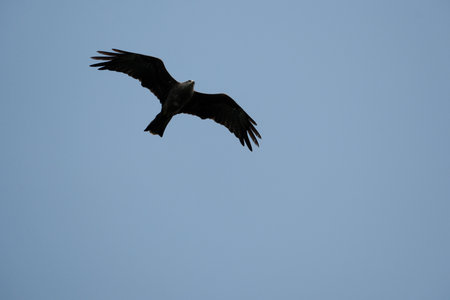 A bird of prey in flight. A raptor soaring in the sky