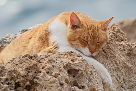 Ginger cat sleeping on the rock near the sea in summerの写真素材