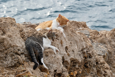 Two cats lying on a rock by the sea. The cats resting with the sea in the backgroundの写真素材