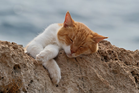 Cute cat sleeping on a rock by the sea. Selective focus.の写真素材