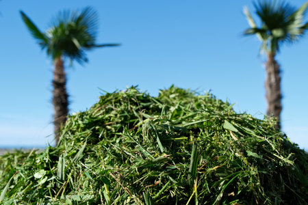 Green grass on the background of two palm trees and blue sky.の写真素材