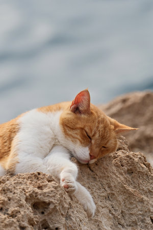 Cute cat sleeping on the rock at the seaside in summerの写真素材