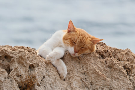 Cute cat sleeping on a rock by the sea. Selective focus.の写真素材