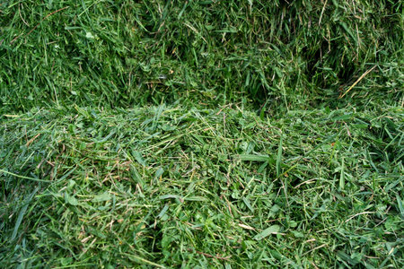 Green grass texture background. Lawn mower cutting grass on the lawn.の写真素材