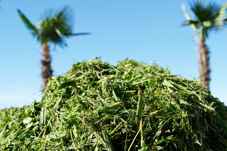 Pile of grass with palm trees in the background, close upの写真素材
