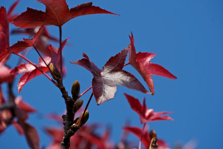 Red maple leaves on a blue sky background, closeup of photo