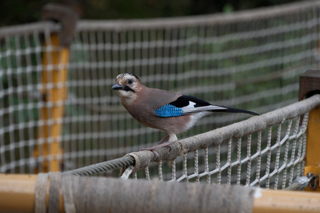 Eurasian jay (Garrulus glandarius) perched on a fenceの写真素材