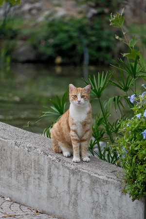 Orange cat sitting on the wall in the garden. Selective focus.の写真素材