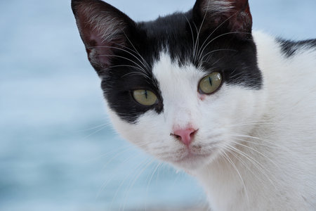 Black and white cat with green eyes on the background of the seaの写真素材