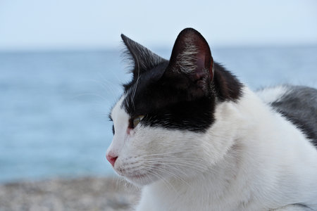 Black and white cat sitting on the seashore and looking at the seaの写真素材