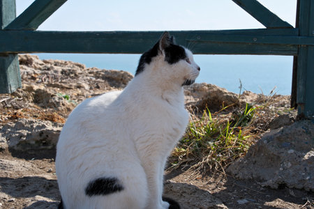 Black and white cat sitting on rocks by the sea with wooden fence, Antalya, Turkey