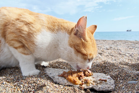 Cute ginger cat eating food on the beach. Selective focus.の写真素材