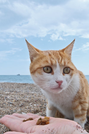 Cute ginger cat eating food on the beach. A red cat is eating with the sea in the background. Selective focus.の写真素材