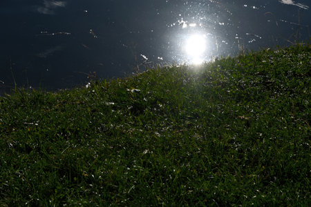 Sun Reflection over Lake with Vibrant Green Grass on the Shorelineの写真素材