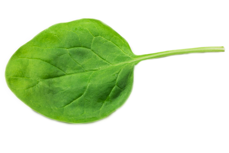 spinach leaves on white backgroundの写真素材