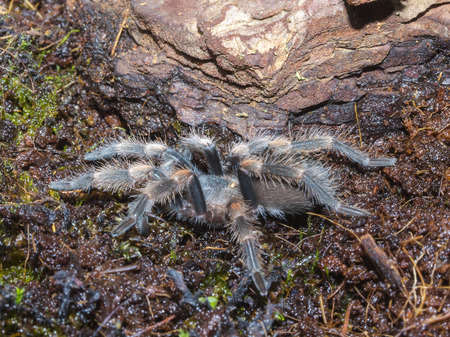 Brachypelma the spiderの写真素材