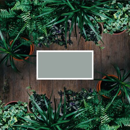Green leaf texture from diffrent plants as a frame. Top view with copy space.の写真素材