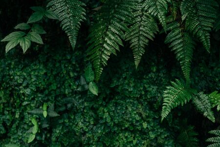 Green leaf texture with fern leaves.