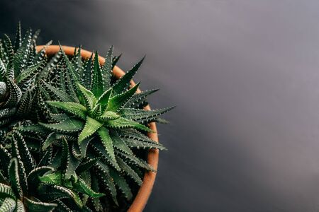 Succulent in brown ceramic pot on windowsill. Top view. Copy space.の写真素材