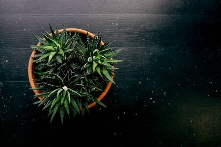 Succulent in brown ceramic pot on black wooden windowsill. Top view. Copy space.の写真素材