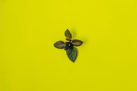Sprig of basil on a bright yellow background. Top view.の写真素材