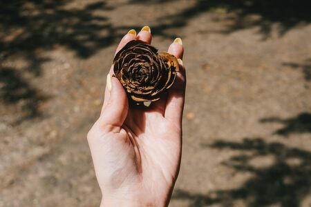 Woman hands holding unusual pinecone. Pincone as rose, decorative. Brown background with shadiws from trees.の写真素材