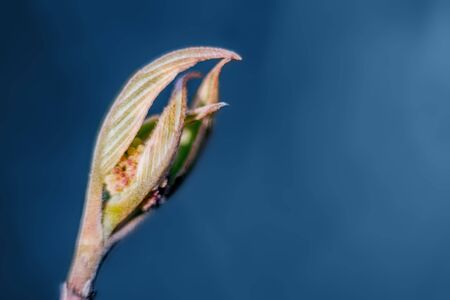 Macro sprout on blue blurred background. Copy space.