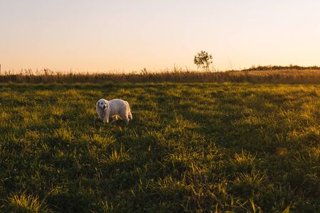 Labrador retriever in the field at sunset. Beautiful landscape.