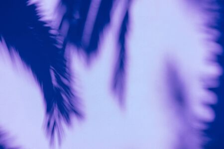 Summer concept with shadows tropical palm leaves on the wall. Color background. Minimal sunlight tropical layout.の写真素材