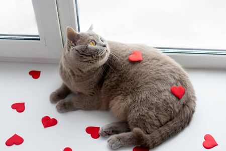 The British lilac cat with red hearts on light background. Home in windowsill. Valentines day concept.の写真素材